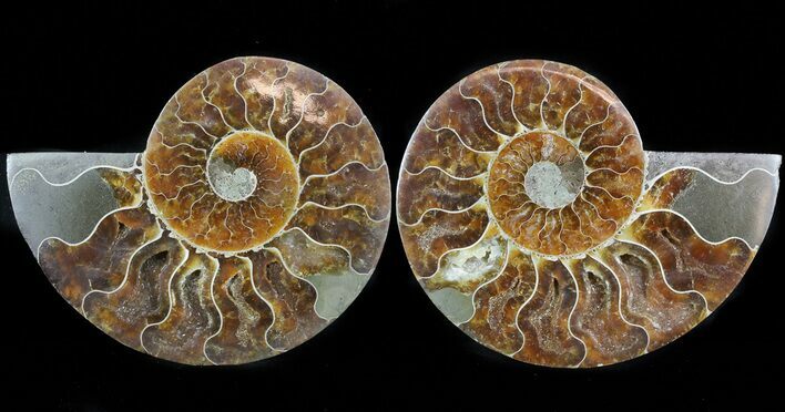 Cut & Polished Ammonite Fossil - Crystal Pockets #45503